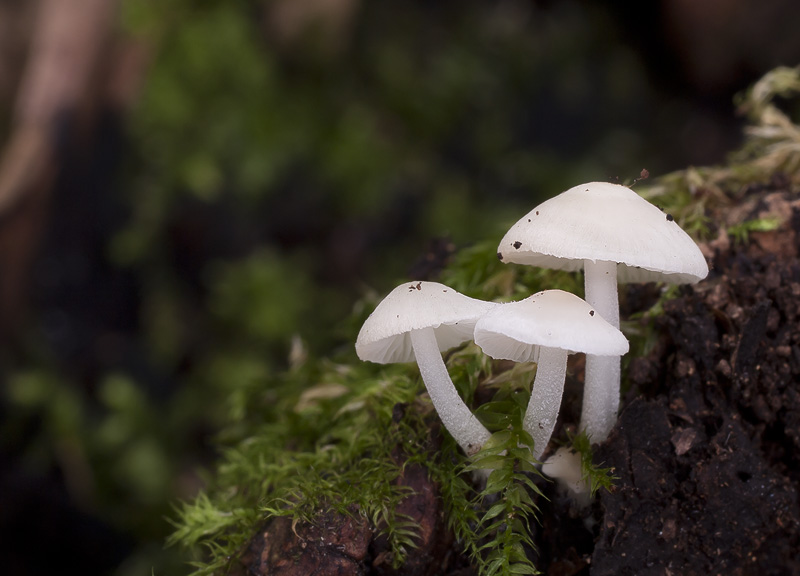 Mycena olida